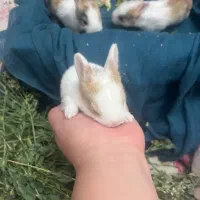 خرگوش