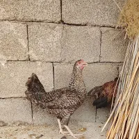 مرغ|حیوانات مزرعه|نورآباد ممسنی, |دیوار