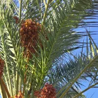 نیازمند نیرو جهت چیدن و برداشت خرما ازنخل