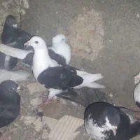 کبوتر
