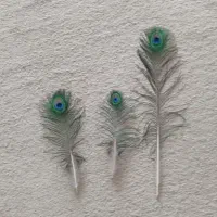 پر طاووس