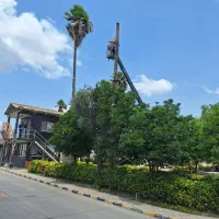 قطع درخت