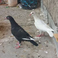 پرنده