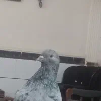 کفتر گمشده