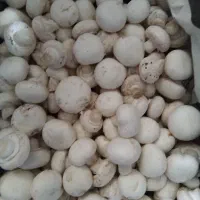 فروش قارچ درجه ۲،و قارچ درجه ۱