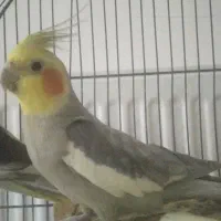 عروس هلندی نر و ماده