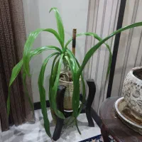 اشک ملکه