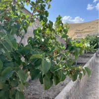 باغچه-گلاهک