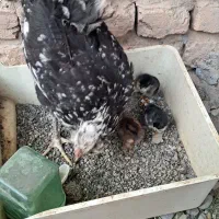 مرغ گلین با 3تا جوجه ریشو