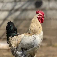 فروش مرغ و خروس محلی و اورگانیک