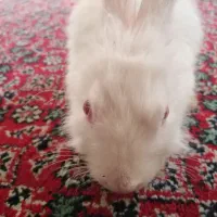 خرگوش