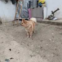 سگ پامر روباهی ماده