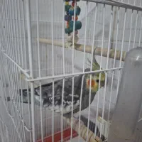 عروس هلندی