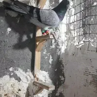 سبز کاکولی