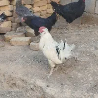 خروس گلین پنگوئنی