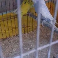 گمشده‌مرغ‌عشق‌زردفسفری