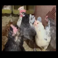 مرغ و جوجه. نیمچه لری کلین
