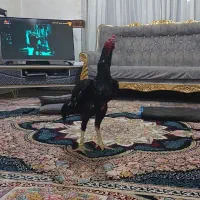 اوشامو خالص جوجه