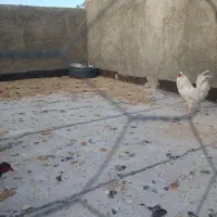 تخم مرغ نطفه دار گلین