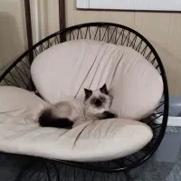 گربه سیامی ۷ ماهه واکسن خورده ماده