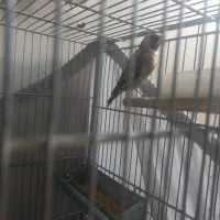 سهره نرو ماده مولد جفتی تکثیر قفس قیمت مناسب