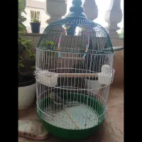عروس هلندی نر و ماده