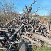 خریدار چوب درخت انجیر و انواع درخت هرس