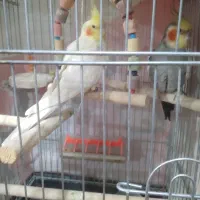 یه جفت عروس نر اهلی