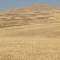 گندم باران