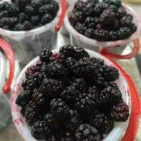 شاه توت