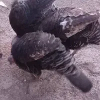 بوقلمون تخم گذار