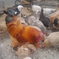 مرغ وقوغاز