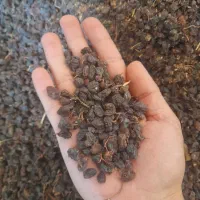 فروش کشمش افتابی