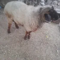 قوچ فروشی در شهرستان رابر