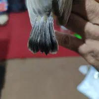 دوتا جوجه قناری
