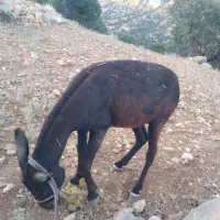 الاغ نر