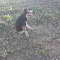 سگ هاسکی نر باهوش
