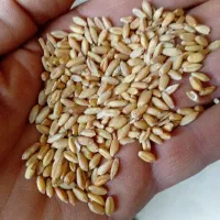 گندم دیمی آذر