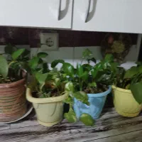 گل پتوس|گل و گیاه طبیعی|تهران, خانی‌آباد|دیوار