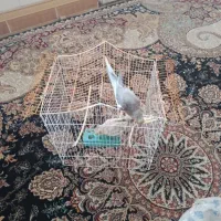 جفت|پرنده|بندر دیر, |دیوار