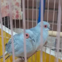 پرنده