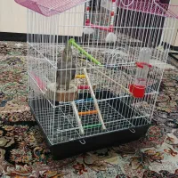 عروس هلندی باقفس