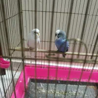 مرغ عشق .مرغ عشق ها جفت و پارسال شش تخم گذاشت