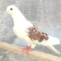 کبوتر گرفتنی
