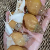 فروش ویژه حلزون خانگی