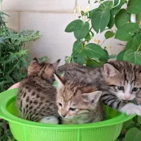 واگذاری سه بچه گربه با خانواده