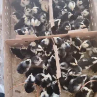 عروسک جوجه