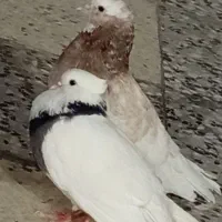 معاوظه