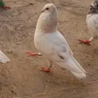 کفتر گمشده