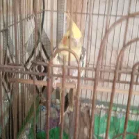 عروس هلندی